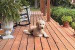 Un Goldendoodle allongé sur une terrasse en bois et portant un collier autour du cou