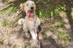 Un Goldendoodle ayant la langue pendante et qui est tenu en laisse 
