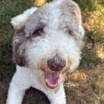 Un Goldendoodle allongé sur un terrain herbeux et ayant la gueule ouverte 
