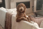 Un Goldendoodle assis sur un canapé et regardant vers la caméra 