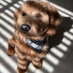 Un Goldendoodle assis sur un sol carrelé et portant un foulard 