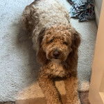 Un Goldendoodle allongé sur une moquette et regardant vers la caméra 