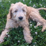 Un Goldendoodle allongé sur un terrain herbeux et portant un collier autour du cou