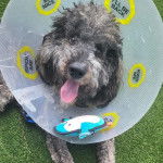 Un Goldendoodle portant un carcan et tirant la langue 