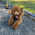 Un Goldendoodle allongé sur une surface bitumée et portant un harnais 