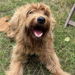 Un Goldendoodle allongé sur un terrain herbeux et ayant la gueule ouverte