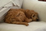 Un Goldendoodle allongé sur un canapé et semblant détendu 