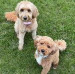 Deux Goldendoodle assis sur une surface gazonnée et portant tous deux un collier autour de leurs cous