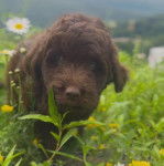 Un Goldendoodle sur une surface herbacée 
