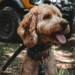 Un Goldendoodle tirant la langue et portant un collier autour du cou