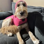 Un Goldendoodle sur un canapé et portant un habit pour chien 