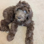 Un Goldendoodle allongé sur une moquette et semblant détendu