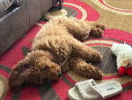 Un Goldendoodle allongé sur un tapis et portant un harnais 