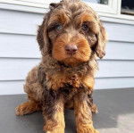 Un Goldendoodle assis sur une surface bétonnée 