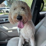 Un Goldendoodle dans une voiture et qui est tenu en laisse 