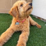 Un Goldendoodle allongé sur du gazon synthétique et portant un collier autour du cou