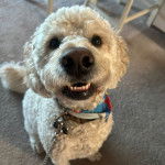 Un Goldendoodle assis sur une moquette et qui est tenu en laisse