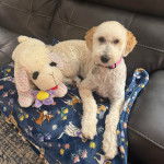 Un Goldendoodle allongé sur une moquette et portant un collier autour du cou