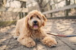 Un Goldendoodle allongé sur un pont en bois et tirant la langue  