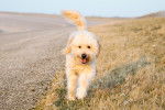 Un Goldendoodle marchant sur un terrain herbeux et tirant la langue 