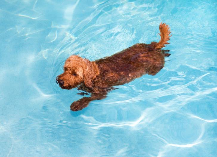 Un GoldenDoodle nage dans une piscine