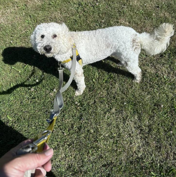 Un Goldendoodle sur un terrain herbeux et qui est tenu en laisse 