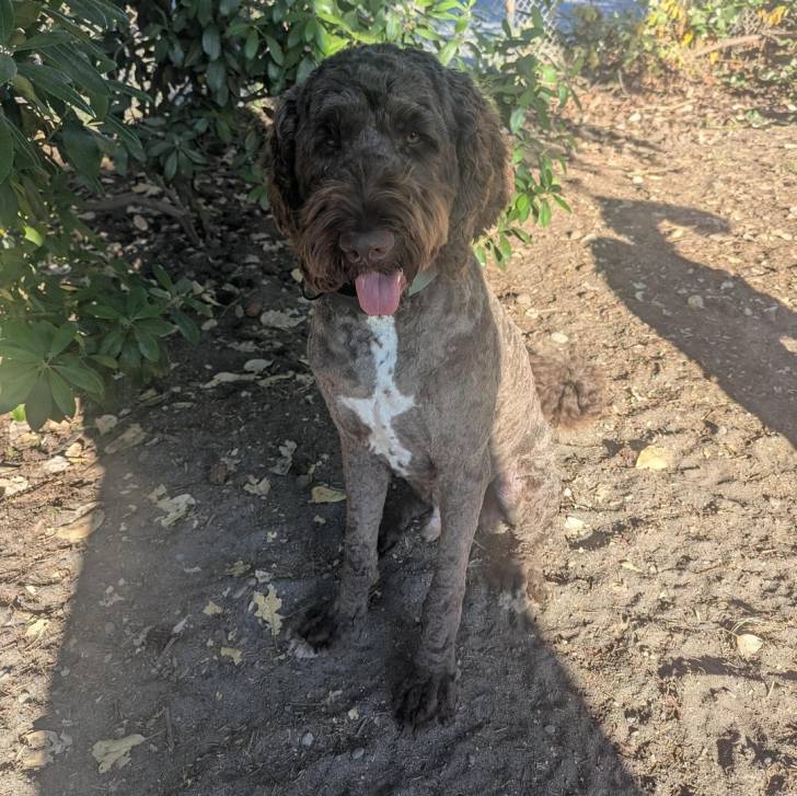 Un Goldendoodle assis sur un sol sableux et tirant la langue