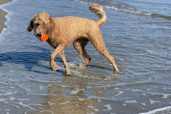 Photo Goldendoodle