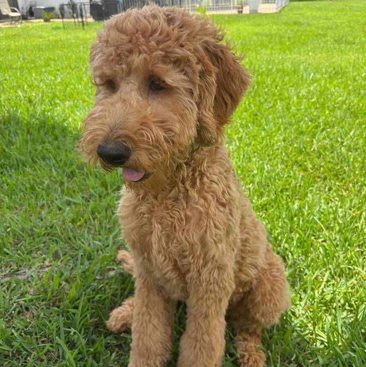 Un Goldendoodle assis sur une surface gazonnée et tirant la langue 