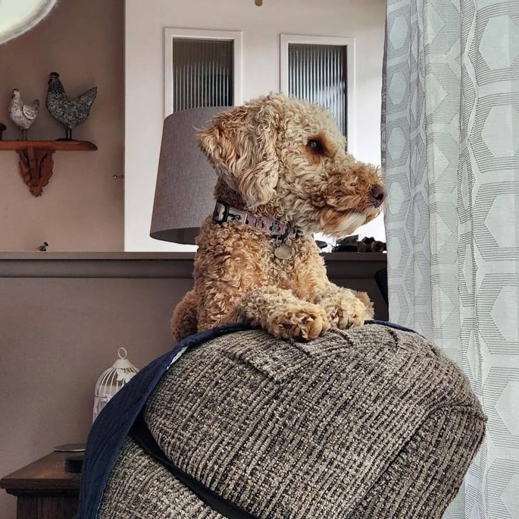 Un Goldendoodle allongé sur un canapé et portant un collier autour du cou