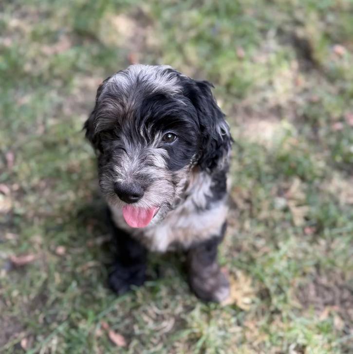 Un Goldendoodle assis sur une surface herbacée 