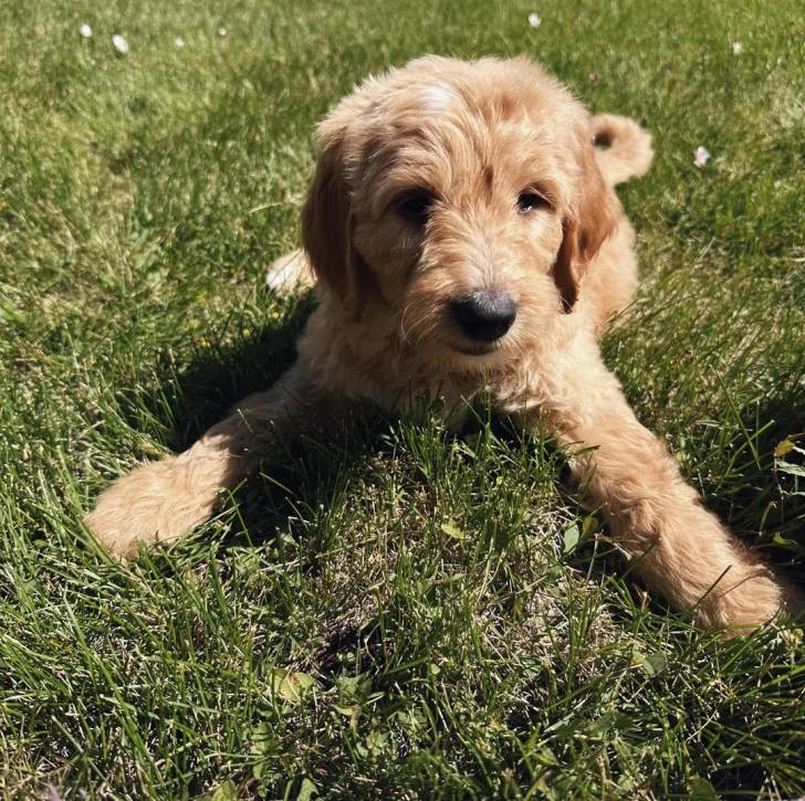 Un Goldendoodle allongé sur un terrain herbeux et semblant détendu 