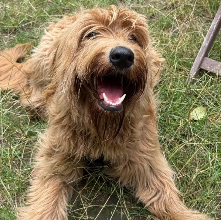 Un Goldendoodle allongé sur une surface herbacée et ayant la gueule ouverte 