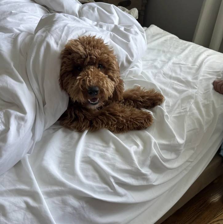 Un Goldendoodle allongé sur un lit et regardant vers la caméra 