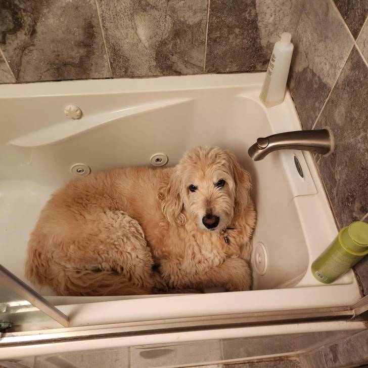 Un Goldendoodle allongé dans une baignoire et portant un collier autour du cou