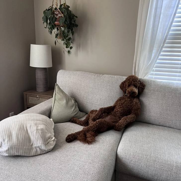 Un Goldendoodle assis sur un canapé et portant un collier autour du cou