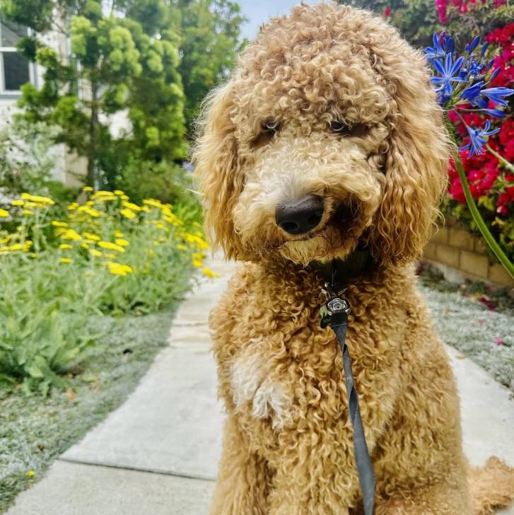 Un Goldendoodle assis sur une surface bétonnée et qui est tenu en laisse