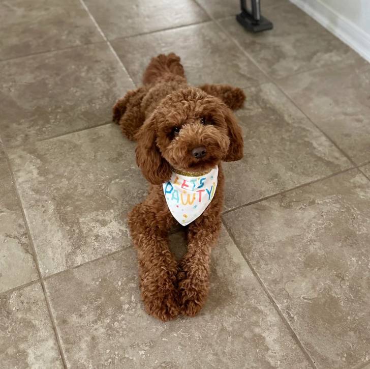 Un Goldendoodle allongé sur un sol carrelé et portant un foulard 