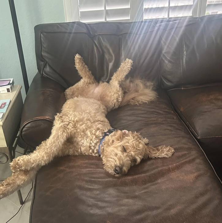 Un Goldendoodle allongé sur un canapé et portant un collier autour du cou
