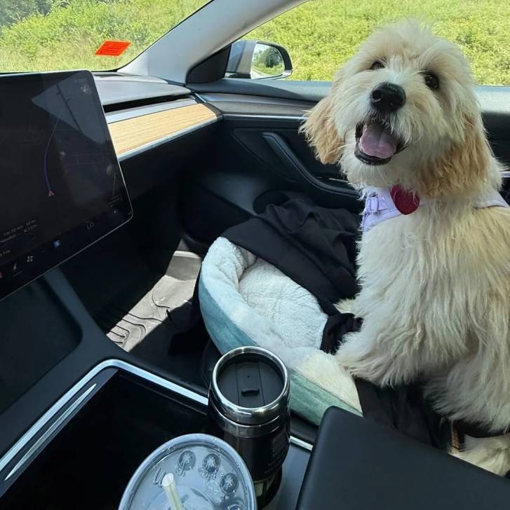 Un Goldendoodle assis dans une voiture et portant un collier autour du cou 