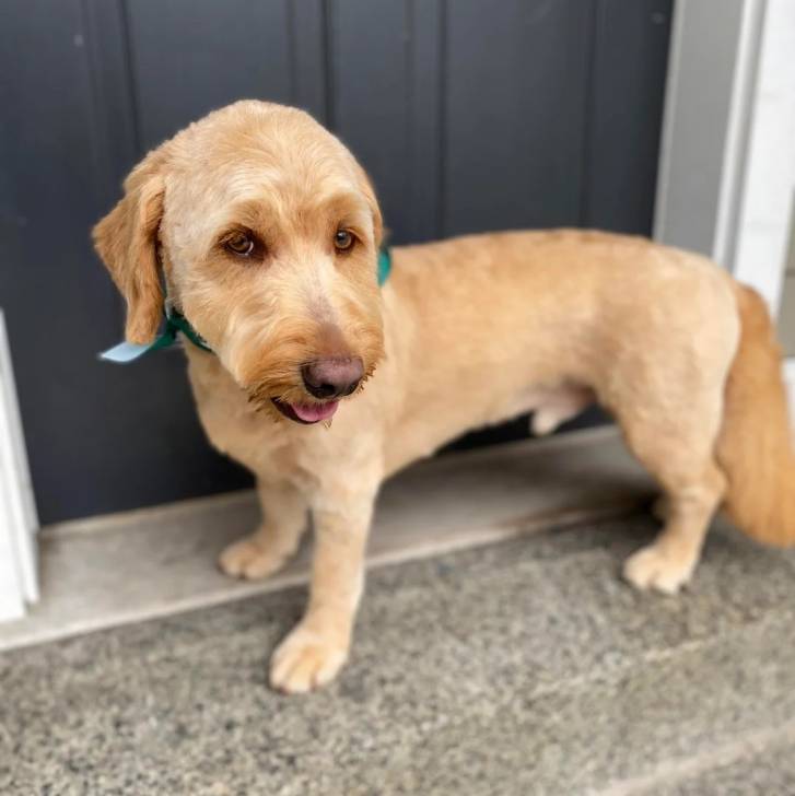 Un Goldendoodle devant une porte et regardant vers la caméra