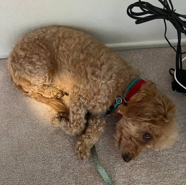 Un Goldendoodle allongé sur une moquette et portant un collier autour du cou