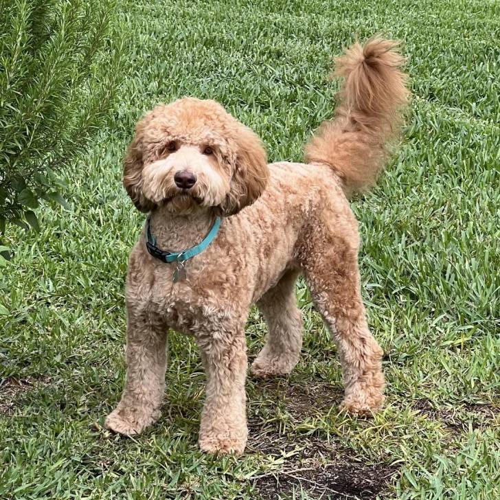 Un Goldendoodle sur un terrain herbeux et portant un collier autour du cou