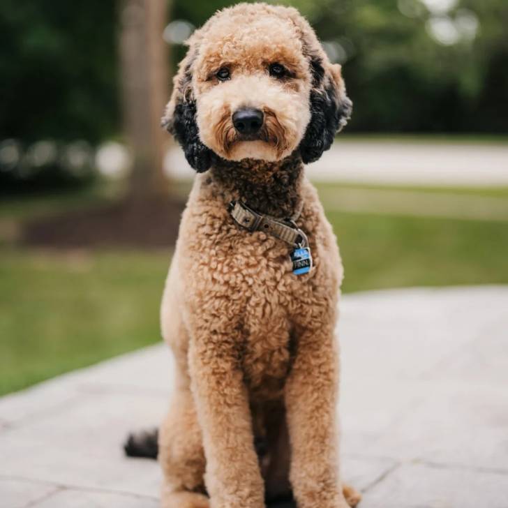 Un Goldendoodle assis sur un sol pavé et portant un collier autour du cou