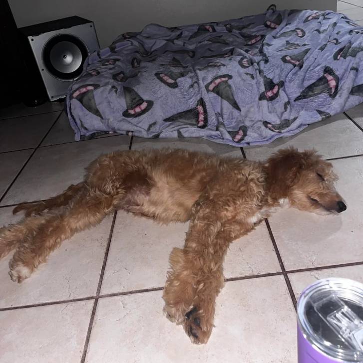 Un Goldendoodle allongé sur un sol carrelé 