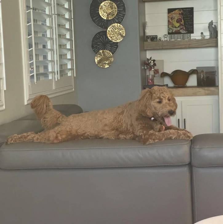 Un Goldendoodle allongé sur un canapé et ayant la langue pendante 