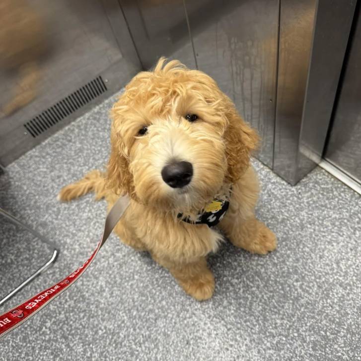 Un Goldendoodle assis dans un ascenseur et qui est tenu en laisse 