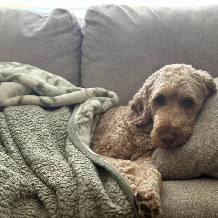 Un Goldendoodle allongé sur un canapé et regardant vers la caméra 