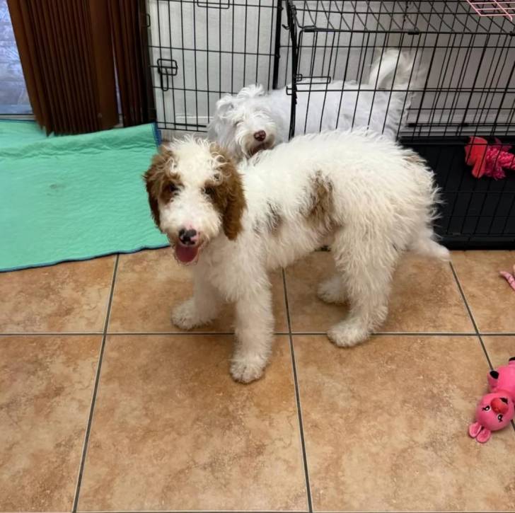 Un Goldendoodle sur un sol carrelé et tirant la langue 