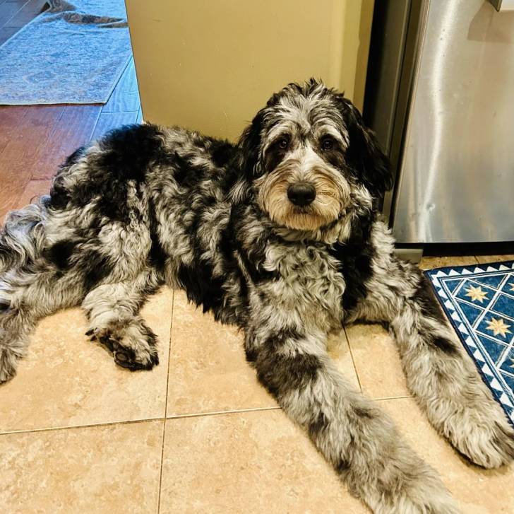 Un Goldendoodle allongé sur un sol carrelé 